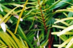 Arachnaphobia